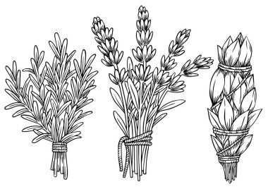 Bir demet bitki, lavanta, biberiye, adaçayı. Robot resim biçiminde vektör illüstrasyonu.