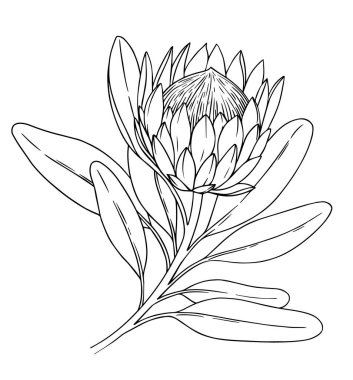 protea çiçeği. Çizim tarzında vektör illüstrasyonu. boyama kitabı