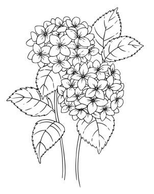 Ortanca çiçeği. Çizim tarzında vektör illüstrasyonu. boyama kitabı