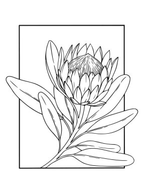 Çerçevede protea çiçeği. Çizim tarzında vektör illüstrasyonu. boyama kitabı
