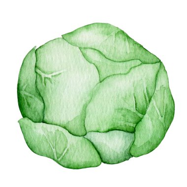 Suluboya çizimi, lahana, sebze çiftliği. Basit bir şekilde sevimli çizim.