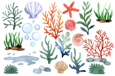 Deniz yıldızı, deniz kabuğu, mercan, yosun ve baloncukların suluboya resimleri.