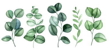 Bir çift okaliptüs yaprağı. Yeşil yaprakların suluboya çizimi, clipart