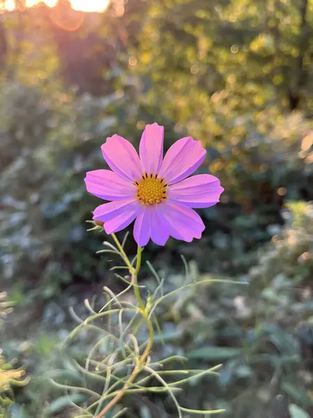 Piękne Kwiaty Kosmosu Ogrodzie — Zdjęcie stockowe