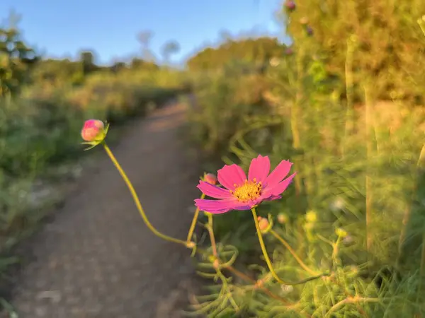 Vacker Rosa Kosmos Blomma Trädgården — Stockfoto