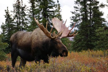 bull moose in national park Denali in Alaska