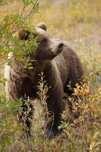 Крупним Планом Картина Коричневого Ведмедя Красивому Ландшафті Північної Америки — стокове фото