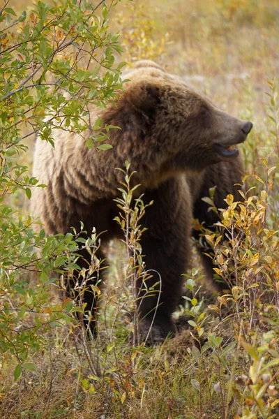 Close Picture Brown Bear Beautiful Lansdscape North America — Stock Photo, Image