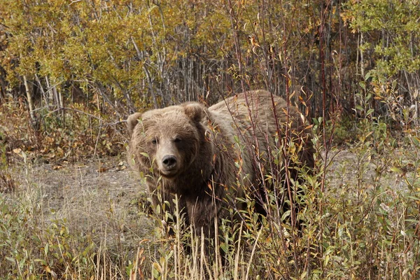 Brown Bear Autumn Landscape — Stock Photo, Image