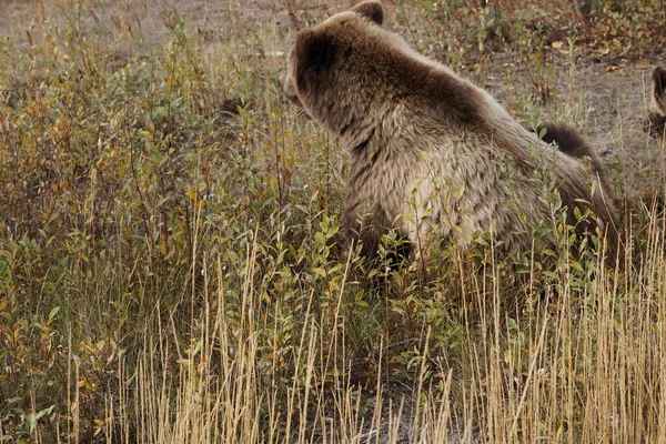 Brązowy Niedźwiedź Jesienią — Zdjęcie stockowe