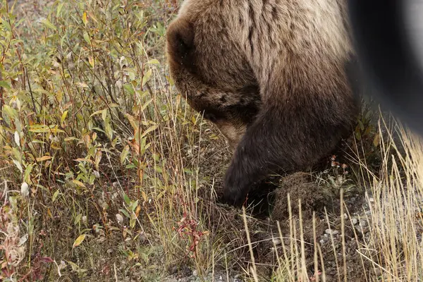 Тесная Фотография Бурого Медведя Пейзаж Осенью — стоковое фото