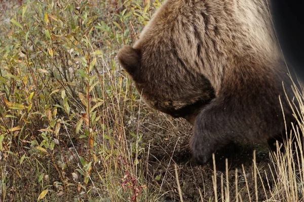 Close Photography Wild Big Brown Bear Landscape Autumn Colors — Stock Photo, Image