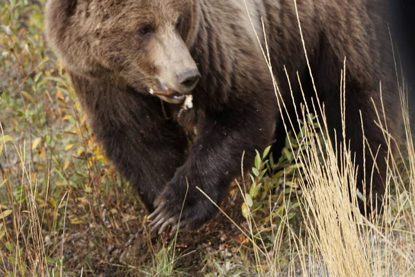 野生の大きな茶色のクマの近い写真 秋の色と風景 — ストック写真