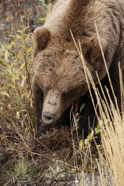 Близька Фотографія Дикого Великого Бурого Ведмедя Пейзаж Осінніми Кольорами — стокове фото