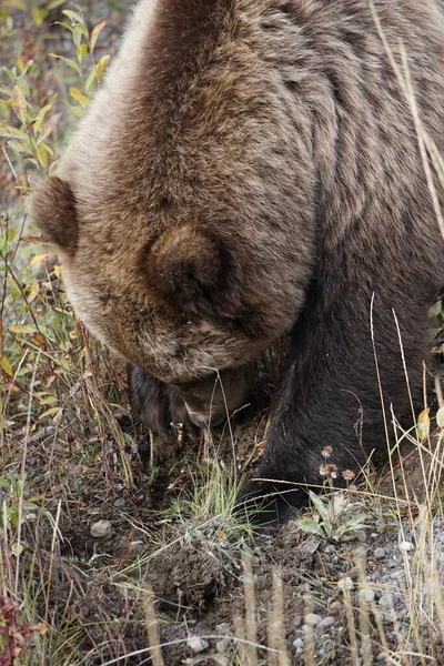 Bliska Fotografia Dzikiego Niedźwiedzia Brunatnego Krajobraz Jesiennymi Kolorami — Zdjęcie stockowe