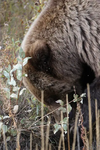 Blízká Fotografie Divokého Velkého Medvěda Hnědého Krajina Podzimními Barvami — Stock fotografie