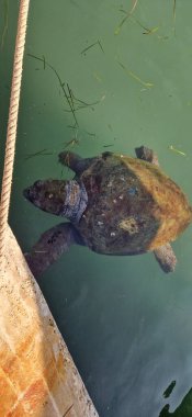 Yunanistan 'ın Kefalonia adasında Careta careta deniz kaplumbağası 