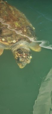 Yunanistan, Avrupa 'daki Kefalonia adasında Careta Careta deniz kaplumbağası 