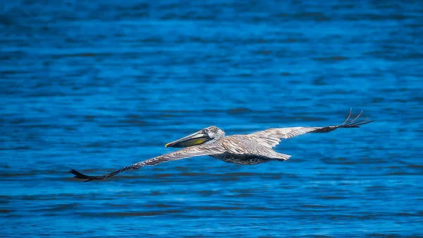 Pelicano Marrom Voo Sobre Golfo México — Fotografia de Stock