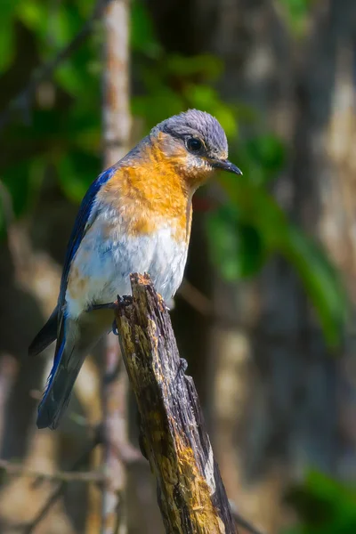 Männlicher Blauvogel Hockt Auf Totem Baum — Stockfoto