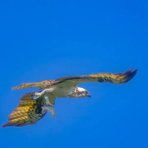 Osprey flying with fish in claw