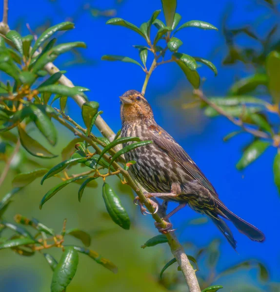 juvenile red winged black bird perched on branch
