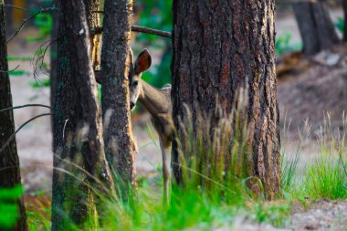 Cloudcroft New Mexico, ABD yakınlarındaki dağlarda onun fotoğrafını çekerken genç adam beni fark ediyor..