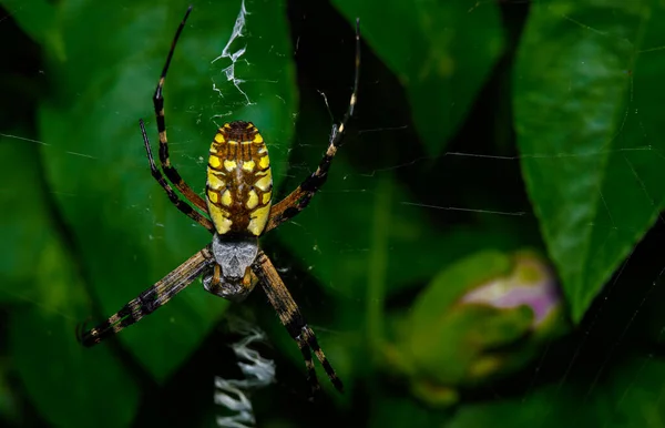 Arañas Tejedoras Orbe Web —  Fotos de Stock