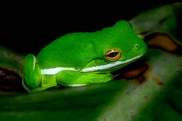 緑の葉の上に座っているフロリダツリーカエル — ストック写真