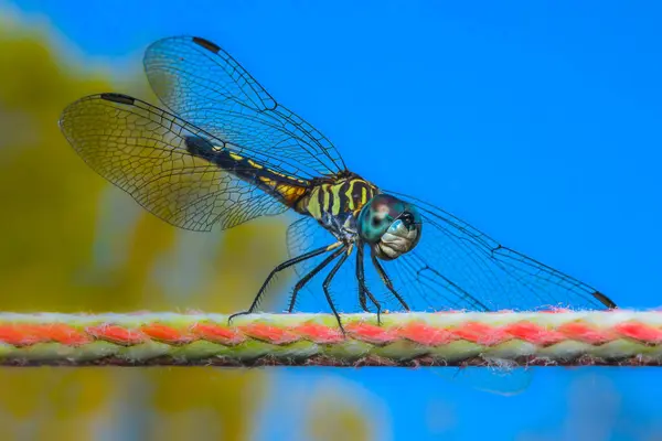 Macro Close Dragonfly Rope — Stock Photo, Image
