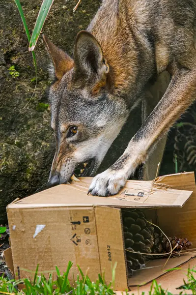 red wolf tearing up a cardboard box with his teeth