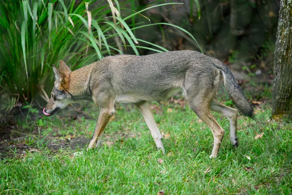 red wolf walking with tongue out