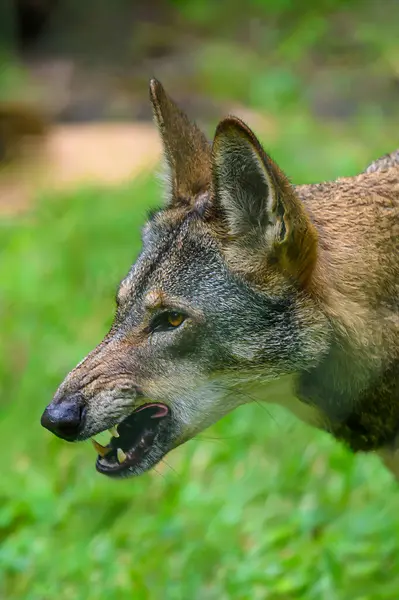 red wolf showing teeth and growling
