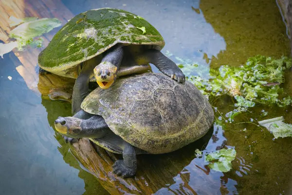 stock image Two yellow spotted amazon river turtles on log.