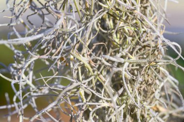 Makro fotoğrafçılık İspanyol yosunlarının narin liflerini ortaya çıkarıyor. Her telde güney esintisinde bir fısıltı var. Seçici odak.