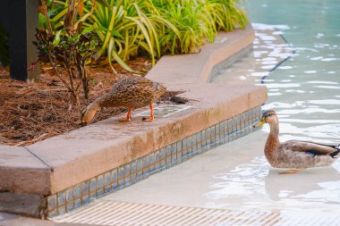 Ducks in a swimming pool on in the water one on the edge clipart