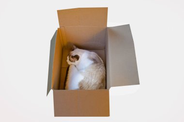 Rahat bir kedi, karton bir kutunun içinde huzur içinde uyuyor, derme çatma yatağından gayet memnun..