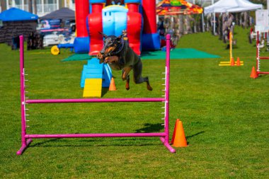 Zarif bir doberman barın üzerinde zarafetle süzülüyor, çevikliğini ve gücünü mükemmel bir uyum içinde gösteriyor..