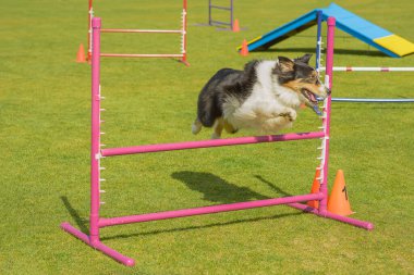 Zarif bir barın üzerinde süzülen gösterişli bir çoban köpeği çevikliğini ve gücünü mükemmel bir uyum içinde sergiliyor..