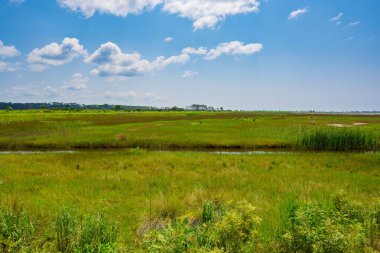 St. Marks Vahşi Yaşam Sığınağı kuş izleme, vahşi yaşam gözlemi ve doğa fotoğrafçılığı için bir sığınaktır. Ziyaretçiler timsahları, dalış yapan kuşları, yırtıcıları, kara ayıları, vaşakları, su samurlarını ve çeşitli balık türlerini tespit edebilirler..
