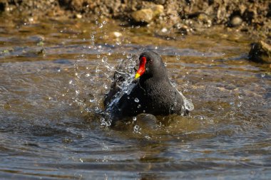 Bir Moorhen su kuşu gölün suyuna su sıçratıyor.