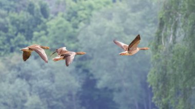 Uçan üç Greylag Kazından oluşan küçük bir sürü