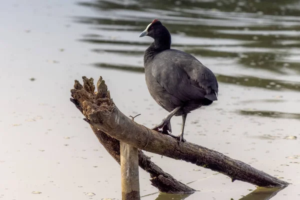 Fulica Cristata, Kızıl Tokmak Güney İspanya 'da vahşice çekilmiş.