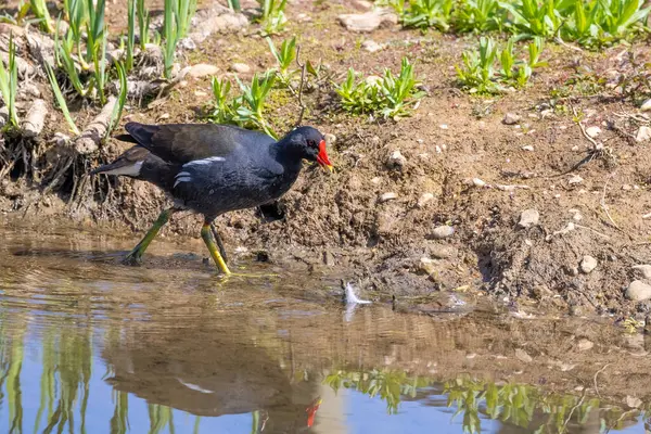 Bir Moorhen su kuşu kıyı boyunca yürüyor.