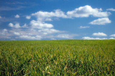 Yeşil tarla ve mavi gökyüzü Bulutların kalitesiz fotoğrafı