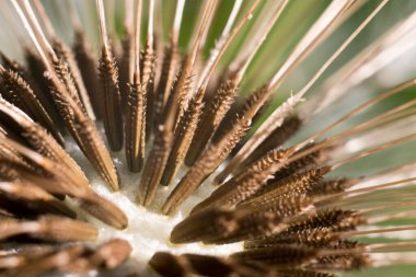 Karahindiba tohumu başındaki makro detay, sığ alan derinliği. Taraxacum officinale, Asteraceae