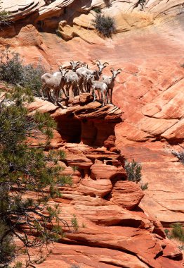Çöl Bighorn koyun bir sürü Zion Ulusal Parkı, Utah bir uçurumun kenarına şiddetle yakın sarılmak