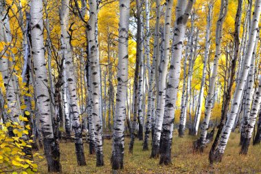 Great Sand Dunes Ulusal Parkı'nda kumda dalgalar, Colorado