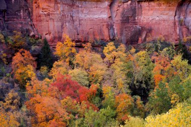 Autumn has arrived at Zion National Park, Utah clipart
