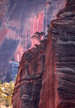 Utah, Zion Ulusal Parkı 'nda yalnız bir ardıç ağacı belirdi.